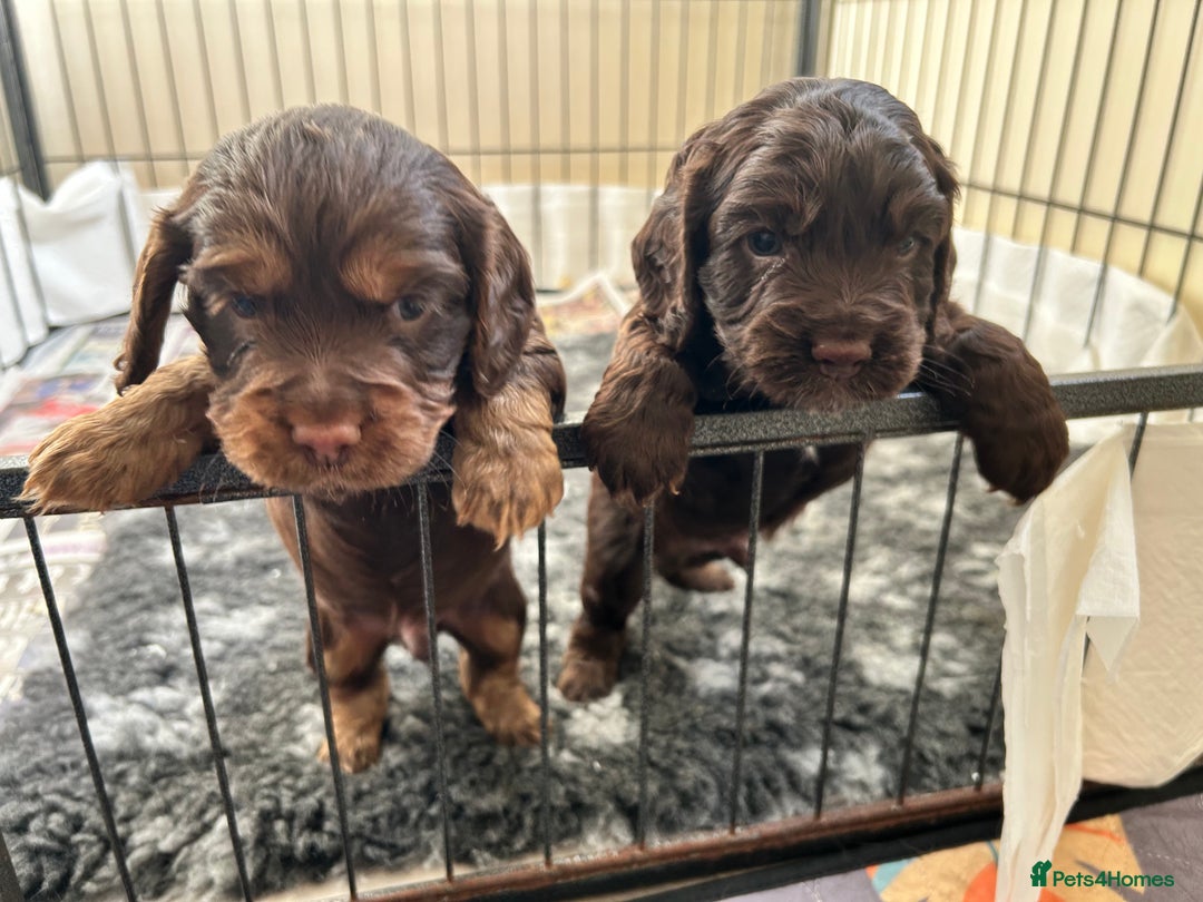 Cocker Spaniel dogs for sale: Beautiful cocker spaniel pups  - Advert 6