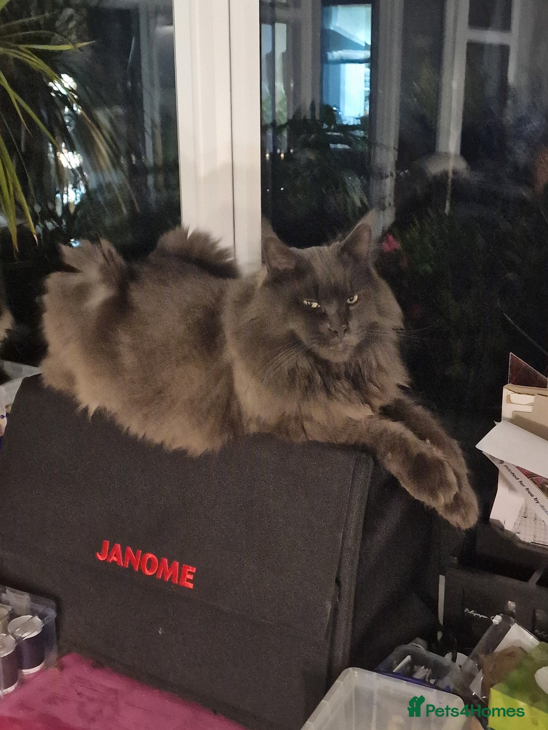 Maine Coon cats for sale: 4 x large bundles of fun - Image 23