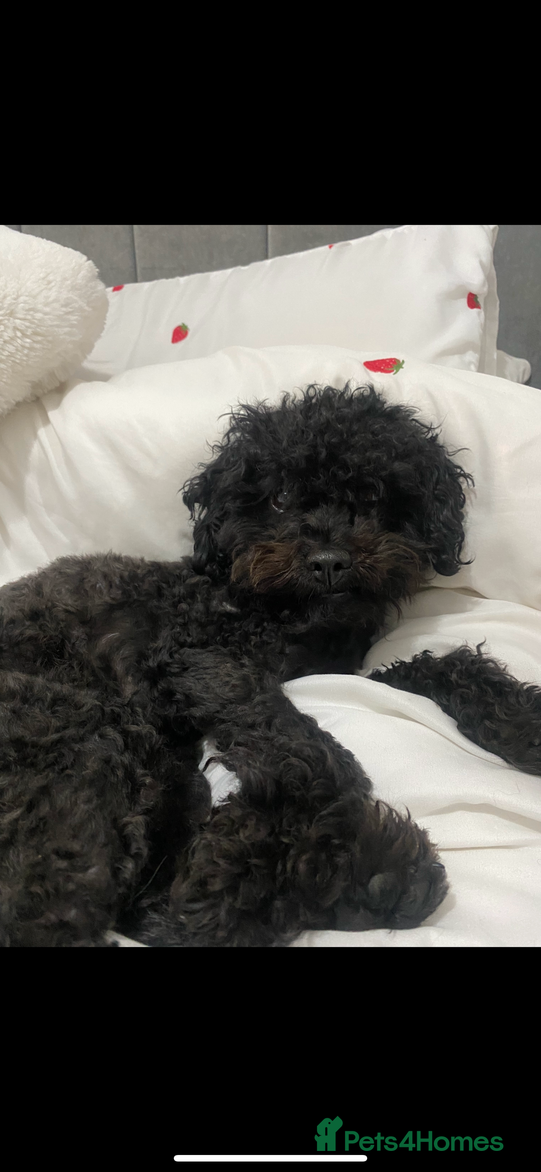 Jackapoo dogs for sale: Wilmer  - Image 2