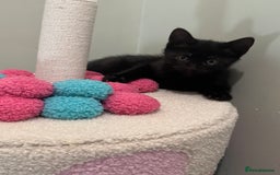 British Shorthair cats for sale: 2 beautiful kittens for sale  - Image 5