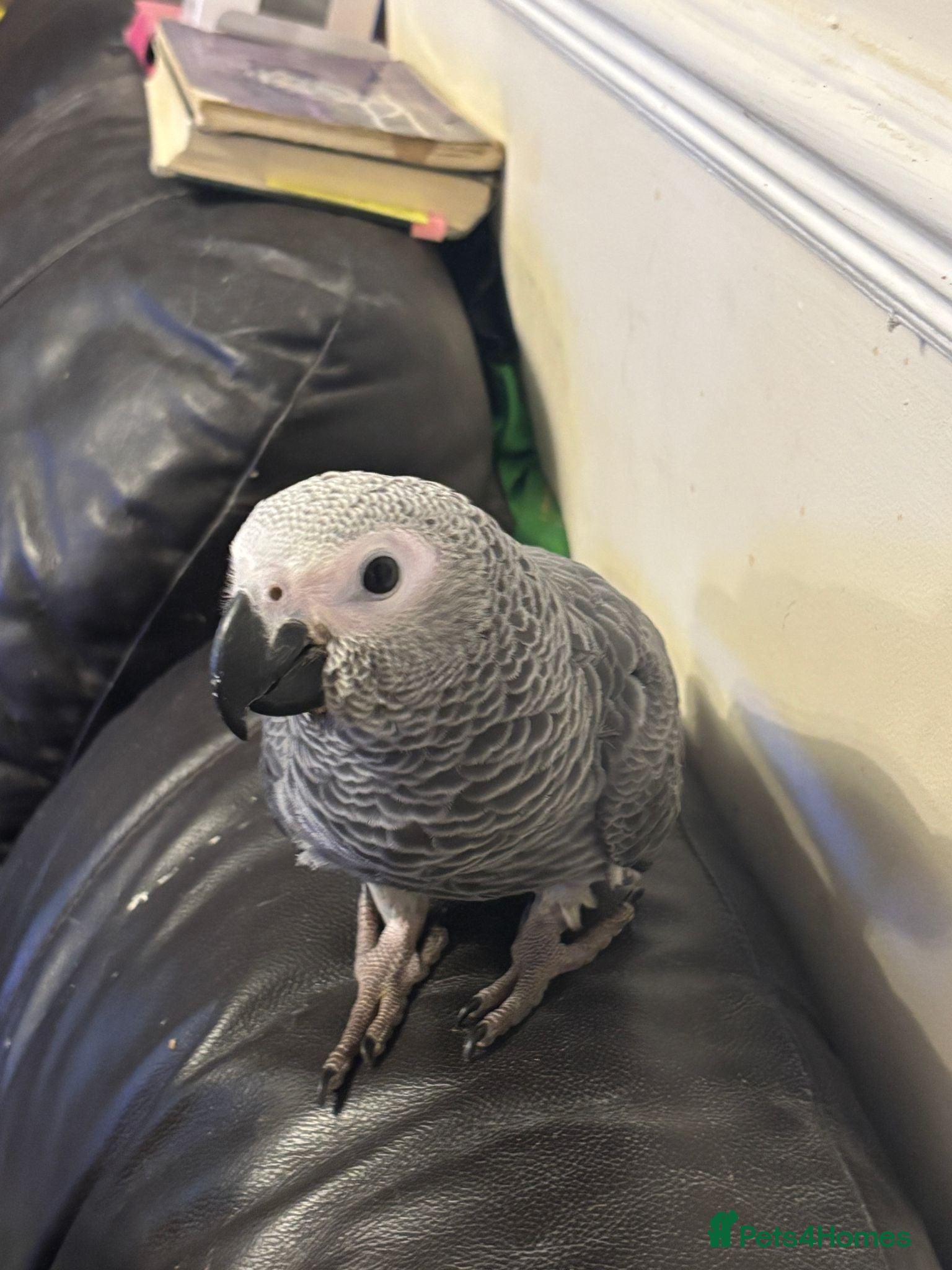 Parrots birds baby african grey 1 left - Advert 1