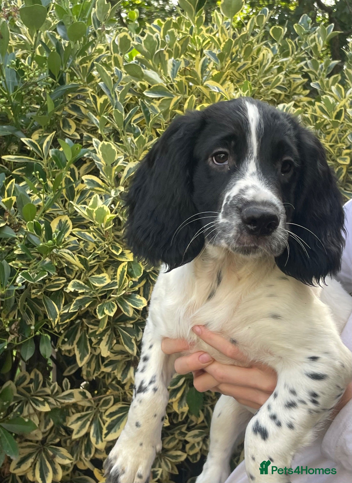 Sprocker dogs Beautiful Sprocker Puppies READY TO LEAVE 🩷 - Advert 18