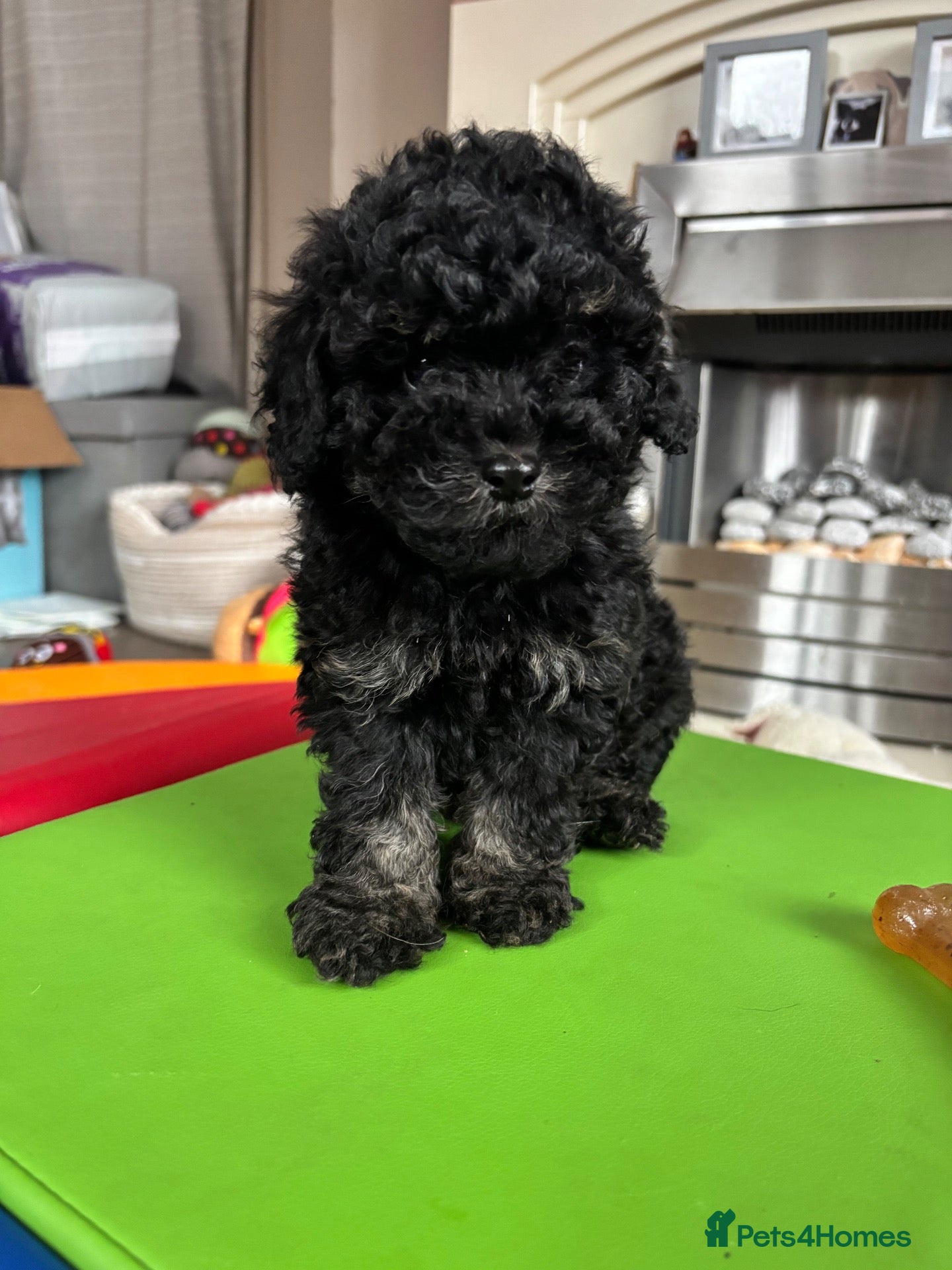 Cavapoo dogs 1 boy cavapoo left ready saturday - Advert 11
