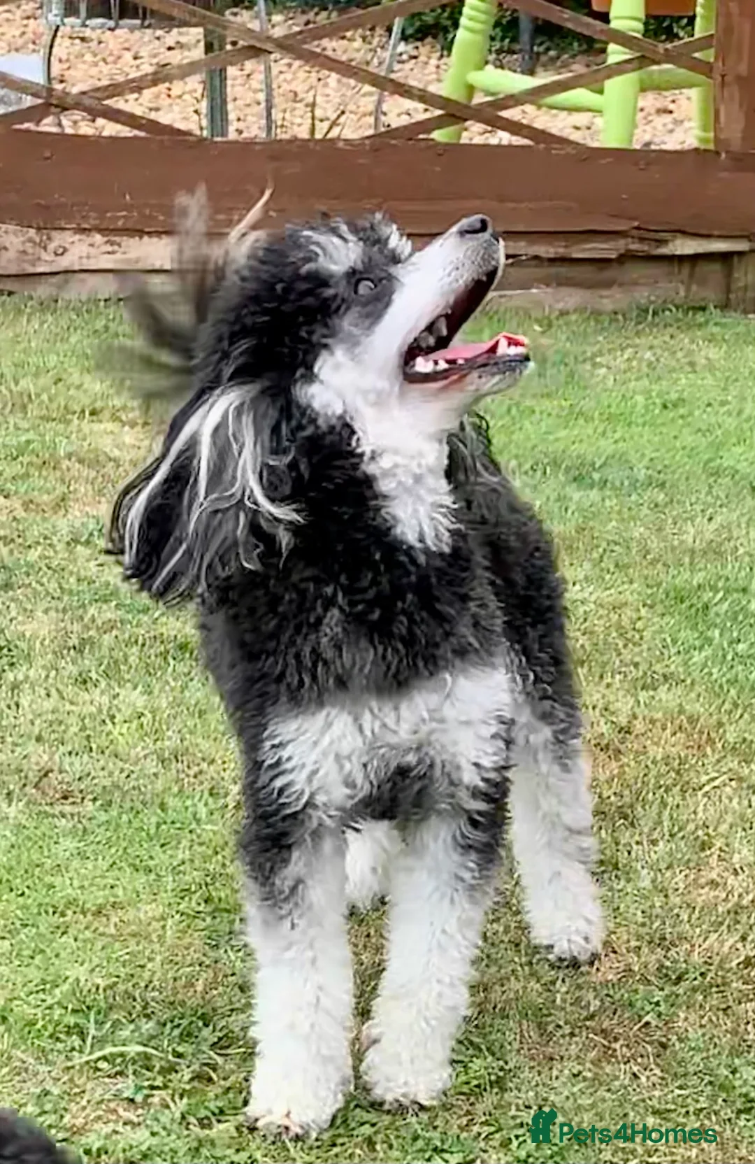 Toy Poodle dogs for stud: Phantom Toy Poodle Tri colour KC (STUD ONLY) in Coalville - Advert 16