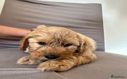 Cockapoo dogs for sale: Adorable Pappy Bread Cockapoo Puppies F2 - Image 23