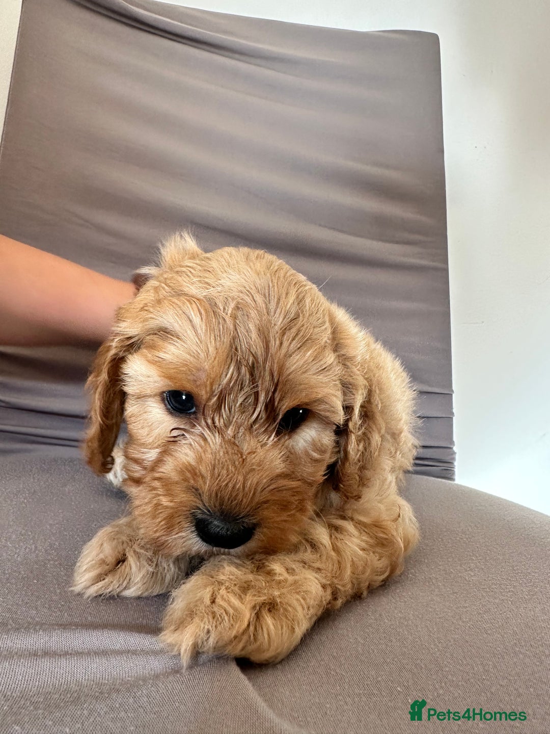 Cockapoo dogs for sale: Adorable Pappy Bread Cockapoo Puppies F2 - Image 23