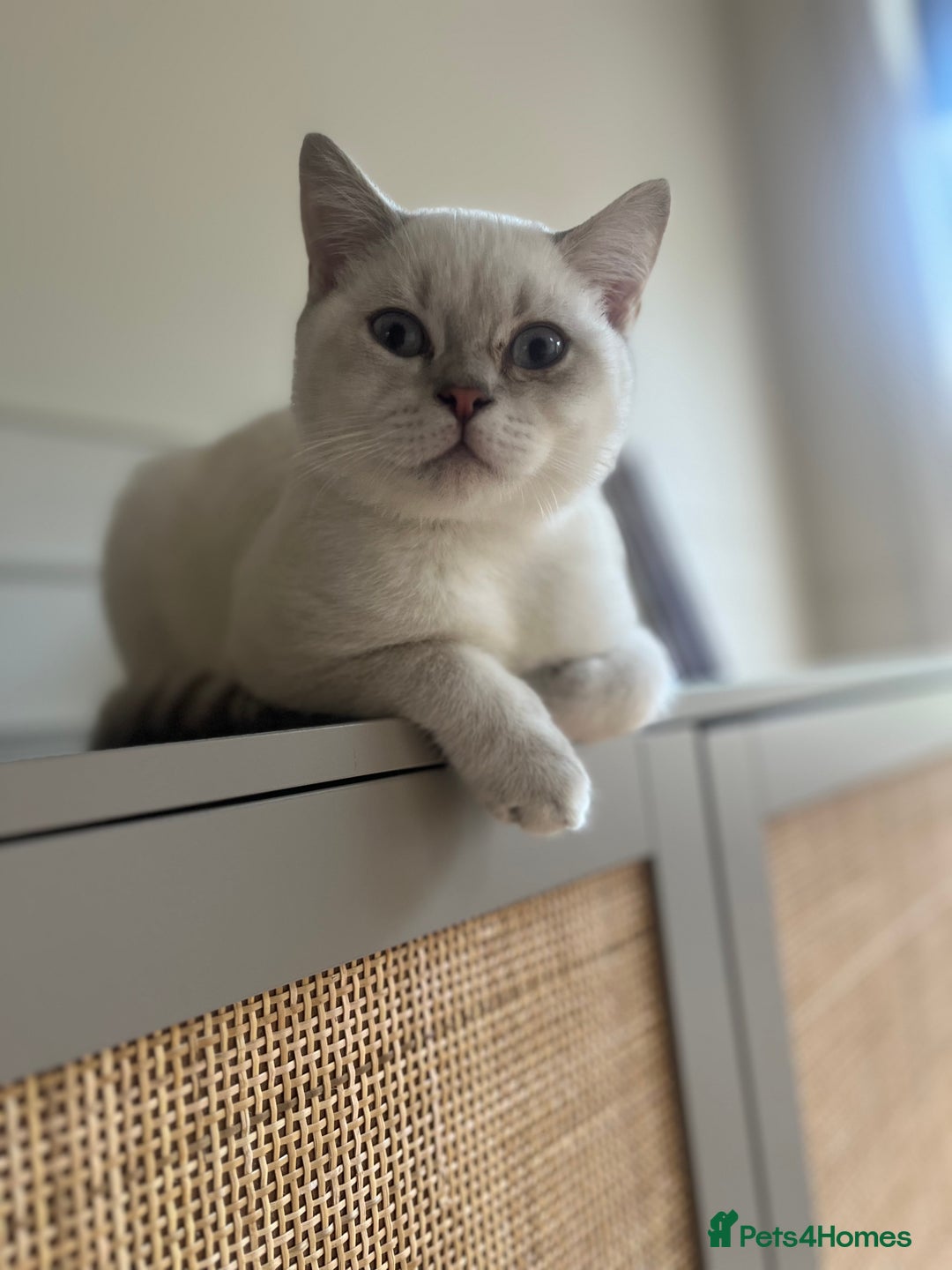 British Shorthair cats for sale: Stunning Silver Tabby Colourpoint BSH,GCCF ACTIVE - Image 5