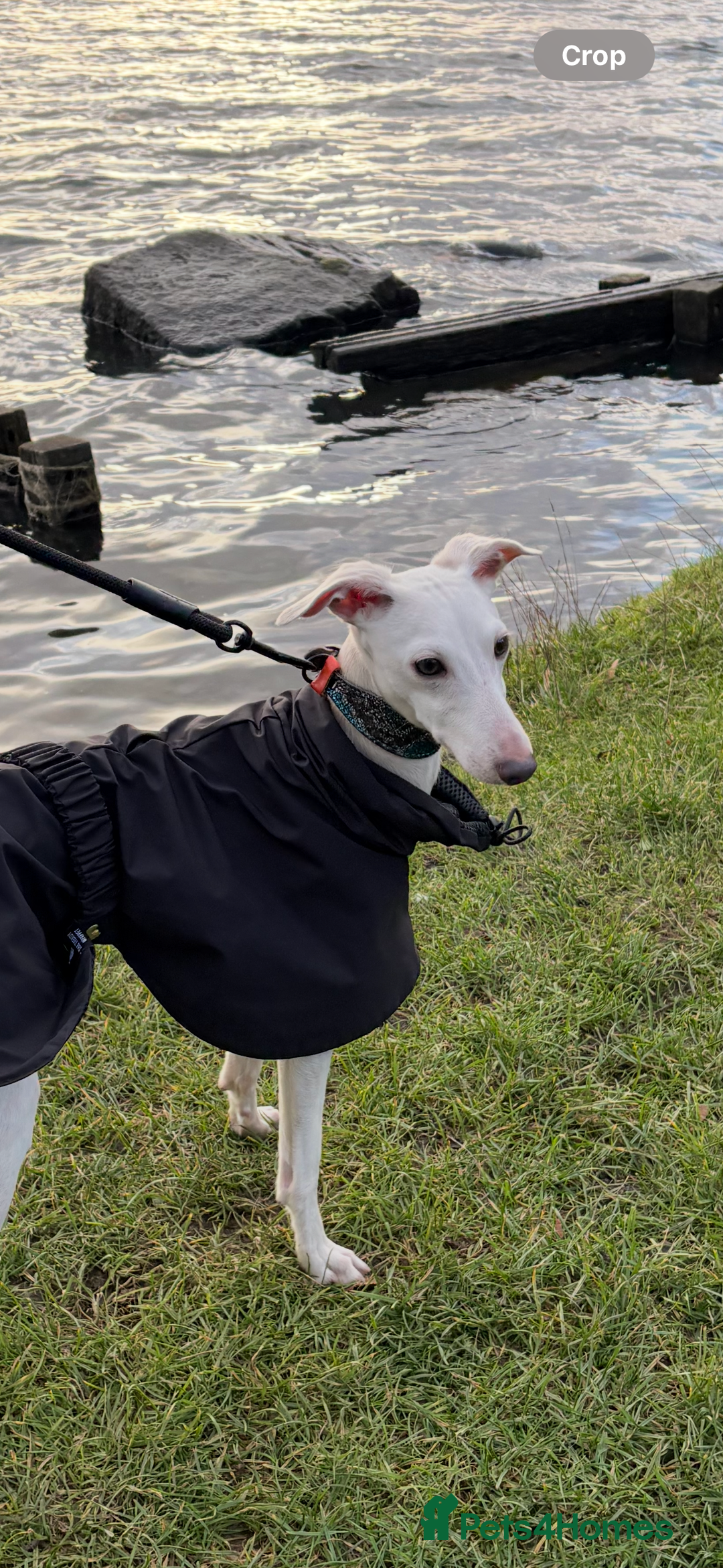 Italian Greyhound dogs for stud: MR RALPH AT STUD ( HEALTH TESTED ) - Advert 10