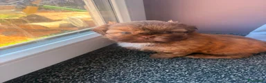 Shih Tzu 1