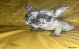 French Bulldog dogs for sale: 🐾 French Bulldog Puppies for Sale - Image 6