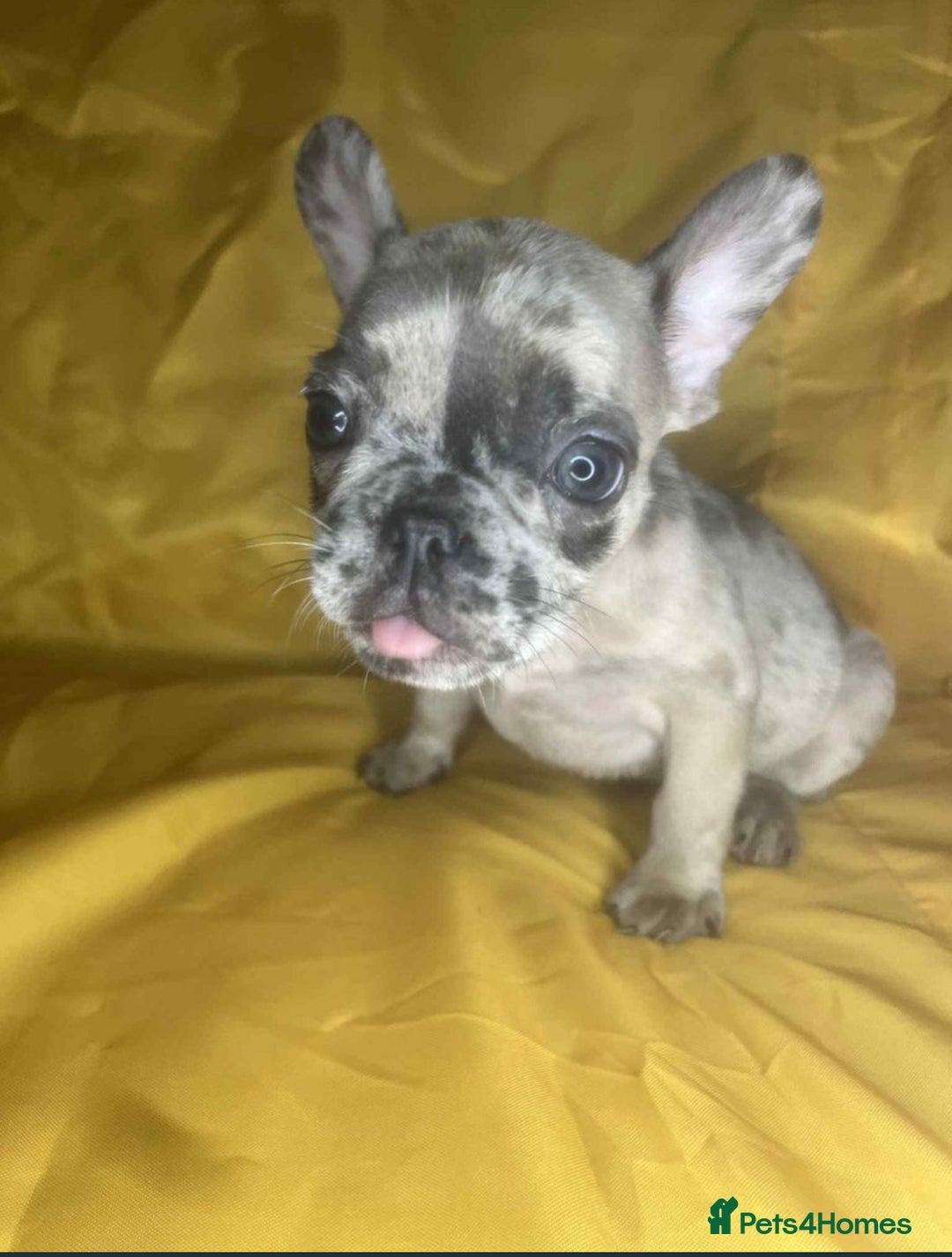 French Bulldog dogs for sale: 🐾 French Bulldog Puppies for Sale - Image 6