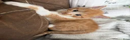 British Longhair cats for sale: Beautiful ginger and tortoiseshell kittens - Advert 6