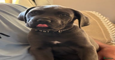 Cane Corso dogs - Advert 2