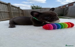 French Bulldog dogs for sale: Hikema X Cheeko (French bulldogs) - Image 6