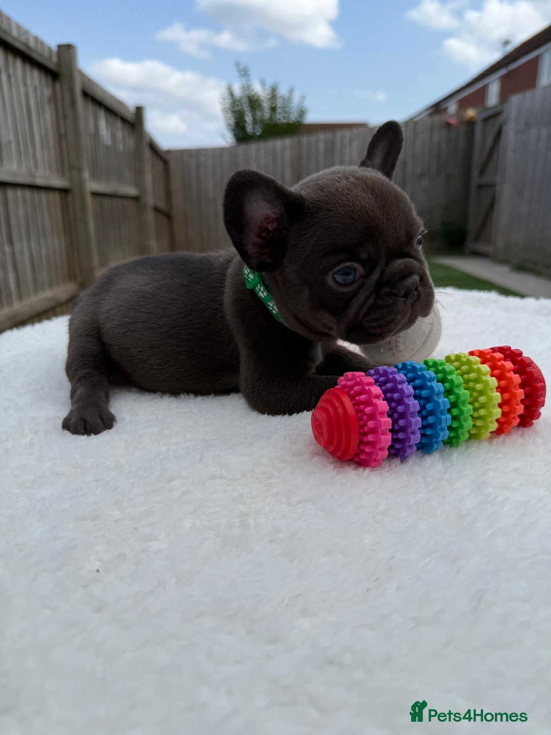 French Bulldog dogs for sale: Hikema X Cheeko (French bulldogs) - Image 6