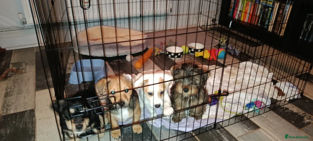 Mixed Breed dogs for sale: Healthy, Happy Puppies Available - Advert 19