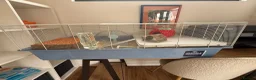 Hamster rodents for sale: Male baby hamster - rare mink brown - Advert 3