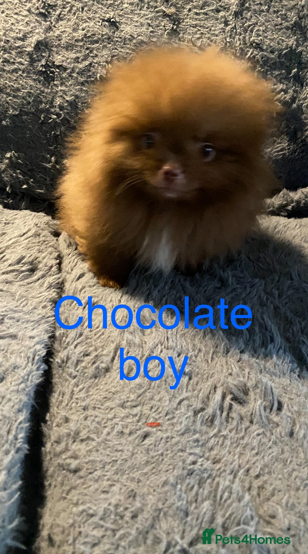 Pomeranian dogs for sale: 3 outstanding Pomeranian puppies  - Image 3