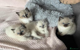 Ragdoll cats for sale: Ragdoll Kittens - Image 1