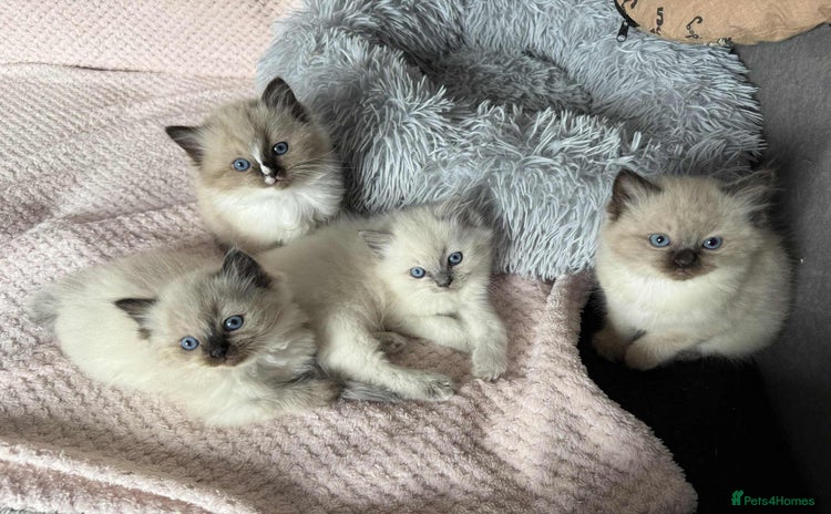 Ragdoll cats - Advert 4