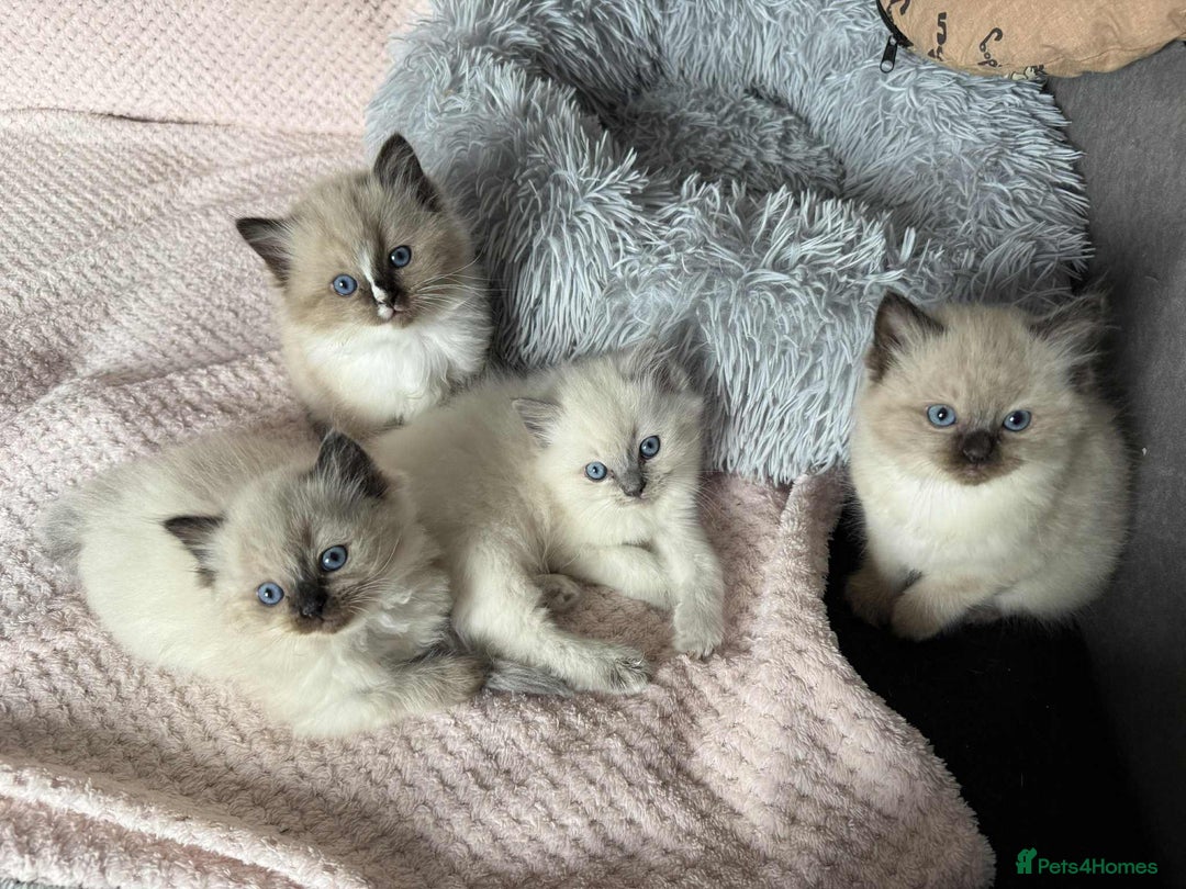 Ragdoll cats for sale: Ragdoll Kittens - Image 1