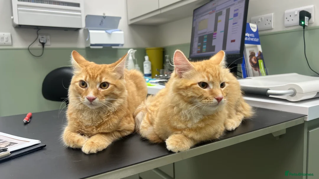 Mixed Breed cats for sale: Two Ginger Kittens Looking for a Loving Home in Salford - Advert 2