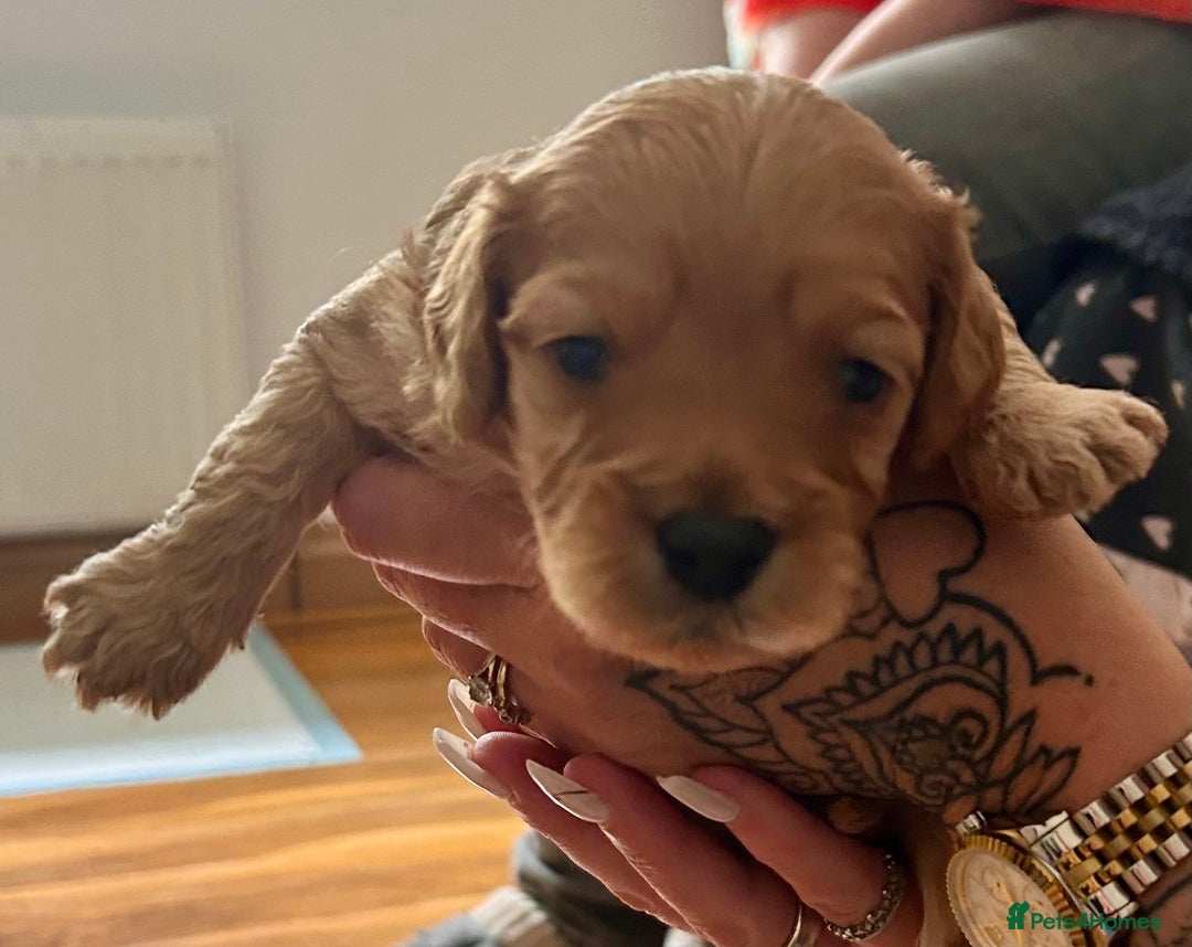 Cavapoochon dogs for sale: Cavapoochon 1 boy 1 girl left - Image 6