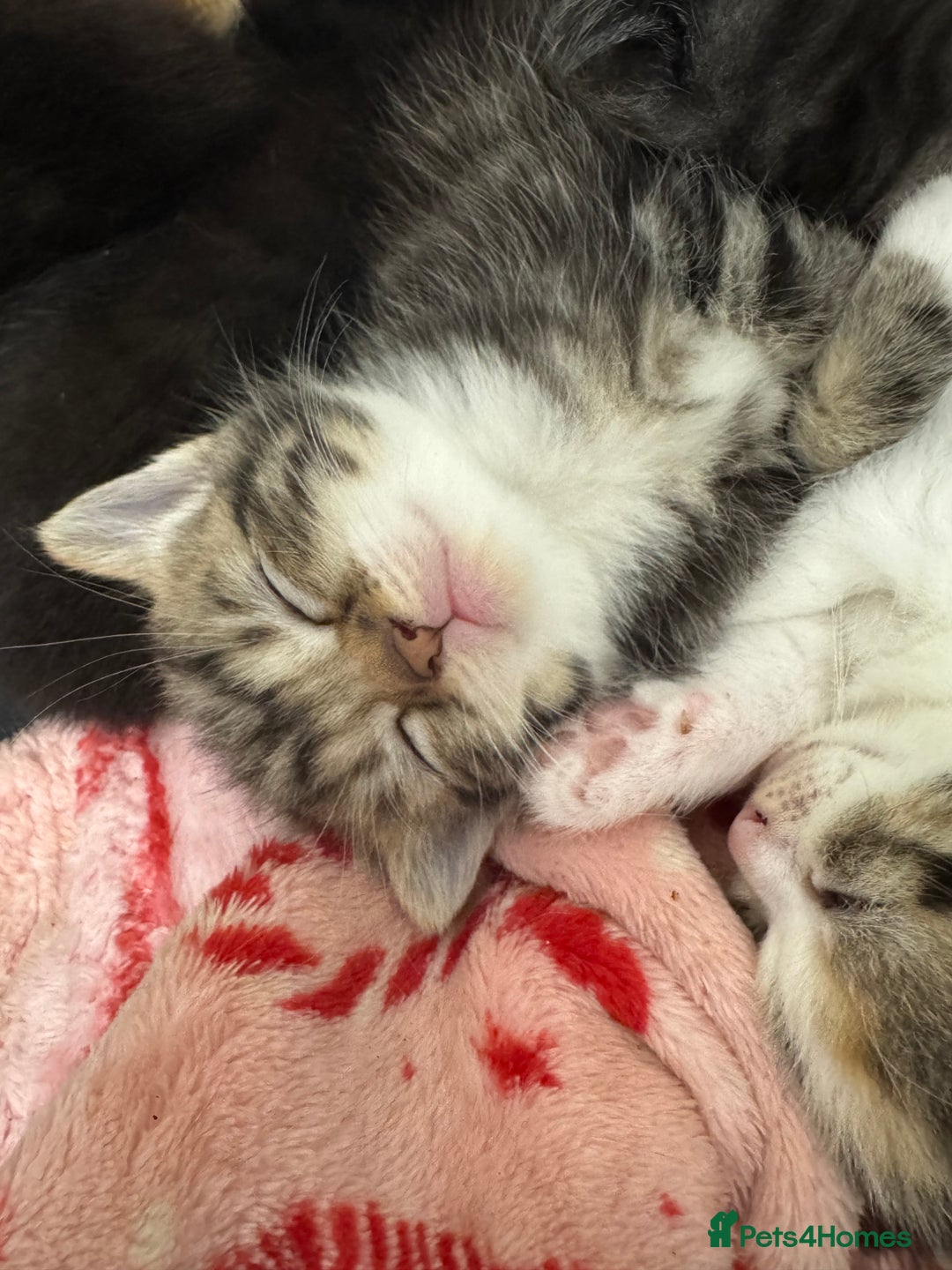 British Shorthair cats for sale: Beautiful fluffy kittens  - Advert 16