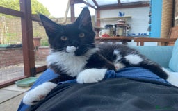 Maine Coon cats for sale: Pedigree Maine Coon Kittens (TICA) - Image 27