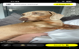 Miniature Dachshund dogs for sale: Miniature dachshund for sale!!!  - Image 2