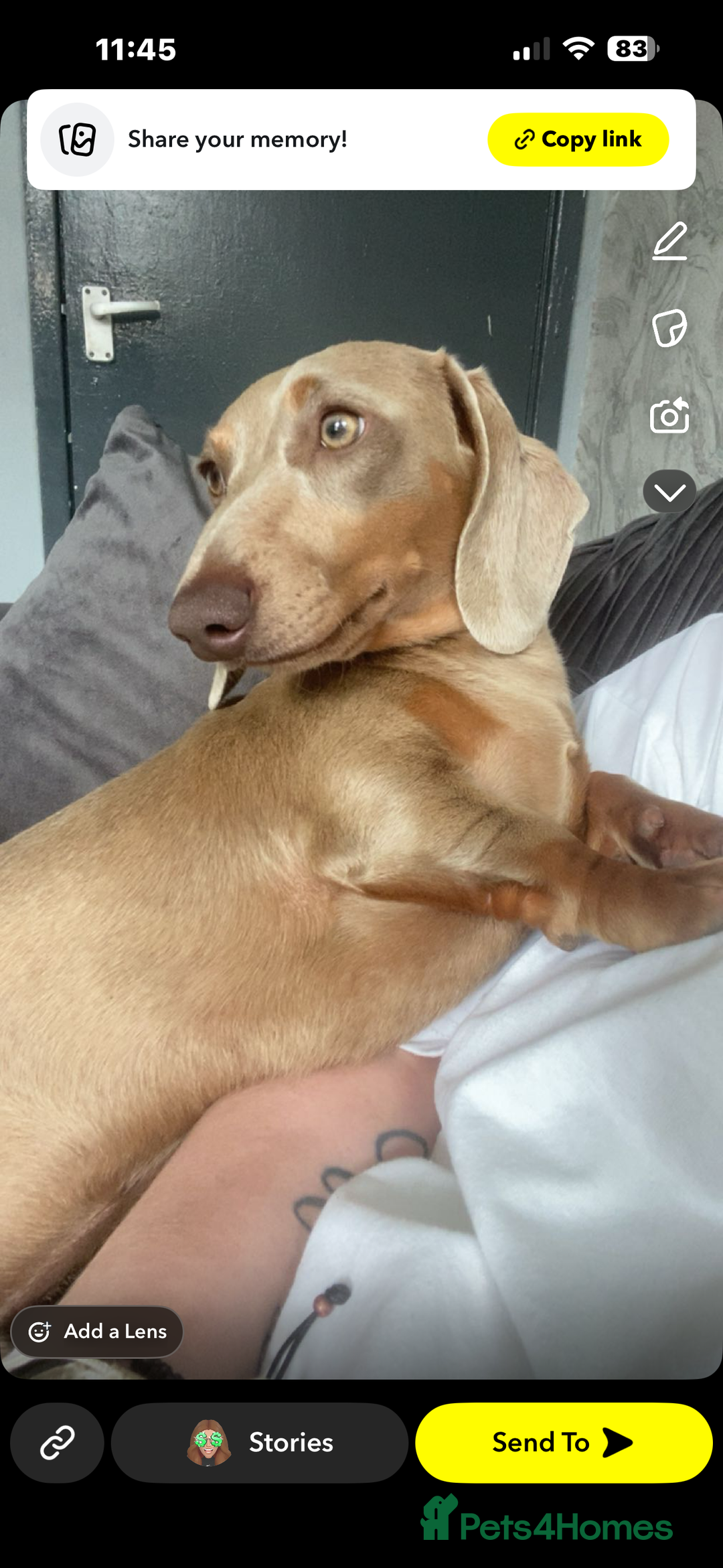 Miniature Dachshund dogs for sale: Miniature dachshund for sale!!!  - Image 2