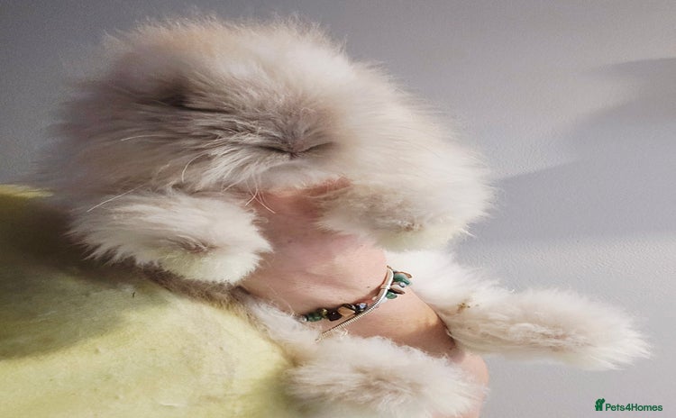 Angora rabbits - Advert 2