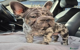 French Bulldog dogs for sale: 💝 DWKC registered champion bloodlines💖 - Image 7