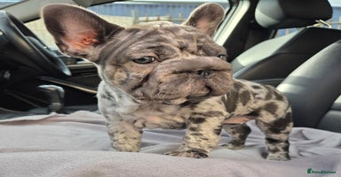 French Bulldog dogs - Advert 4