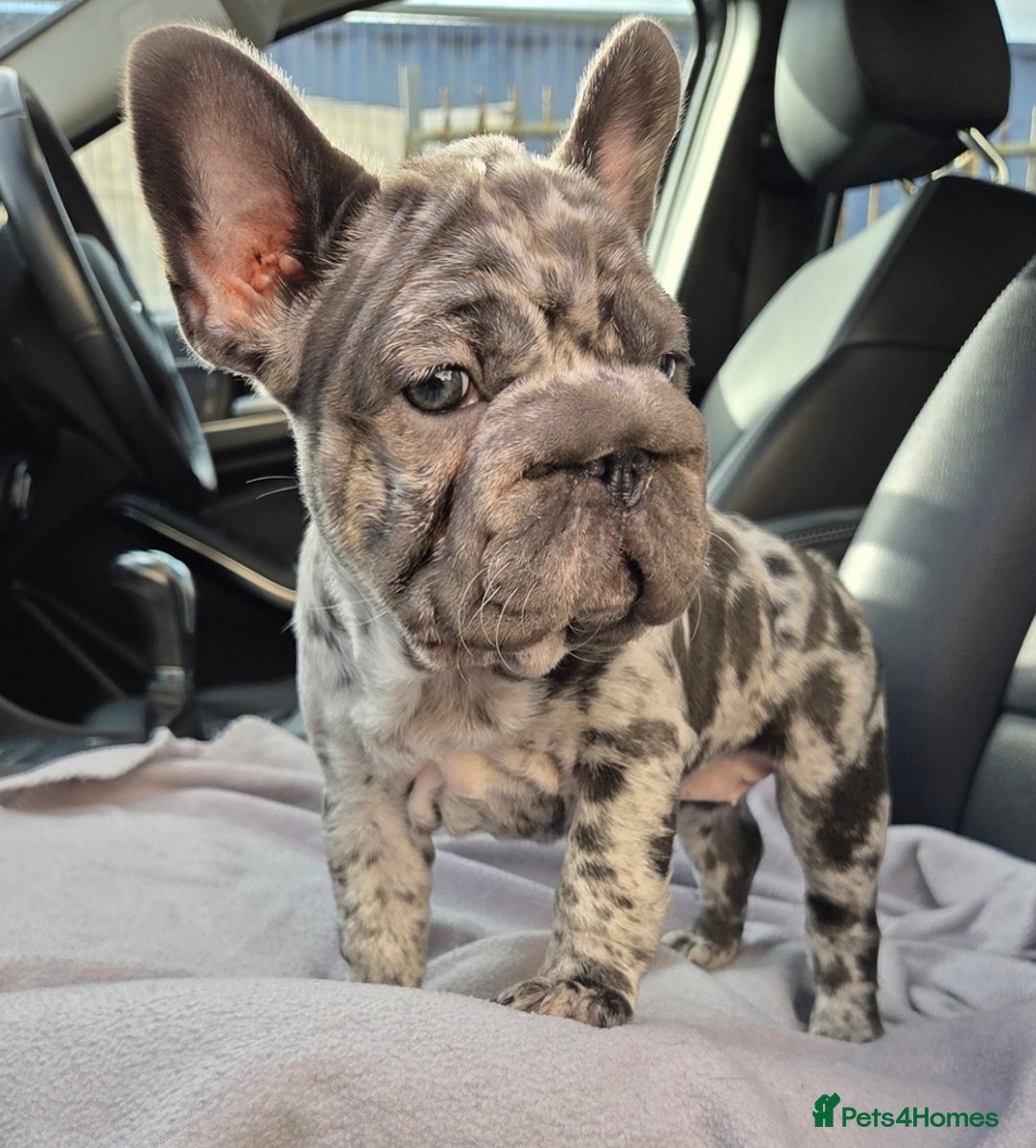 French Bulldog dogs for sale: 💝 DWKC registered champion bloodlines💖 - Image 7