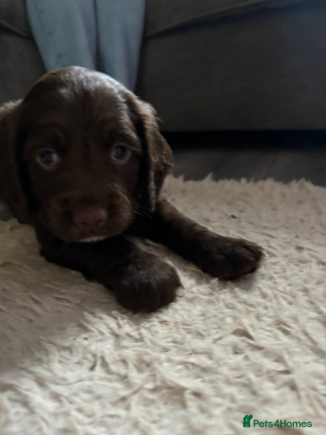 Sprocker dogs for sale: Chunky spocker spaniel  - Advert 7