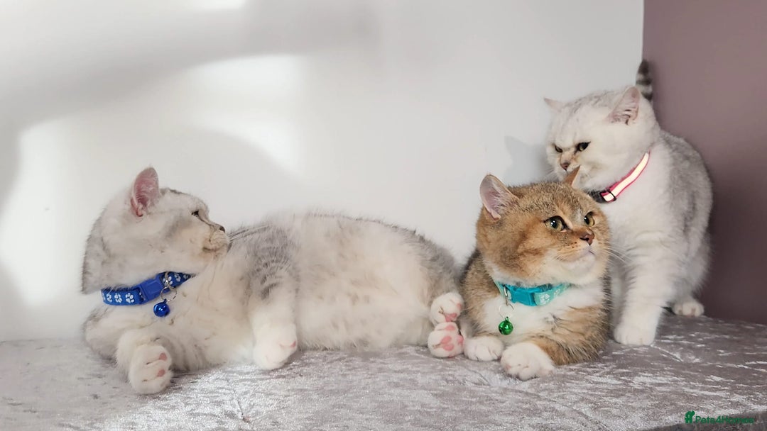 British Shorthair cats for sale: Amazing Quality Pedigree British Shorthair Kittens - Advert 5