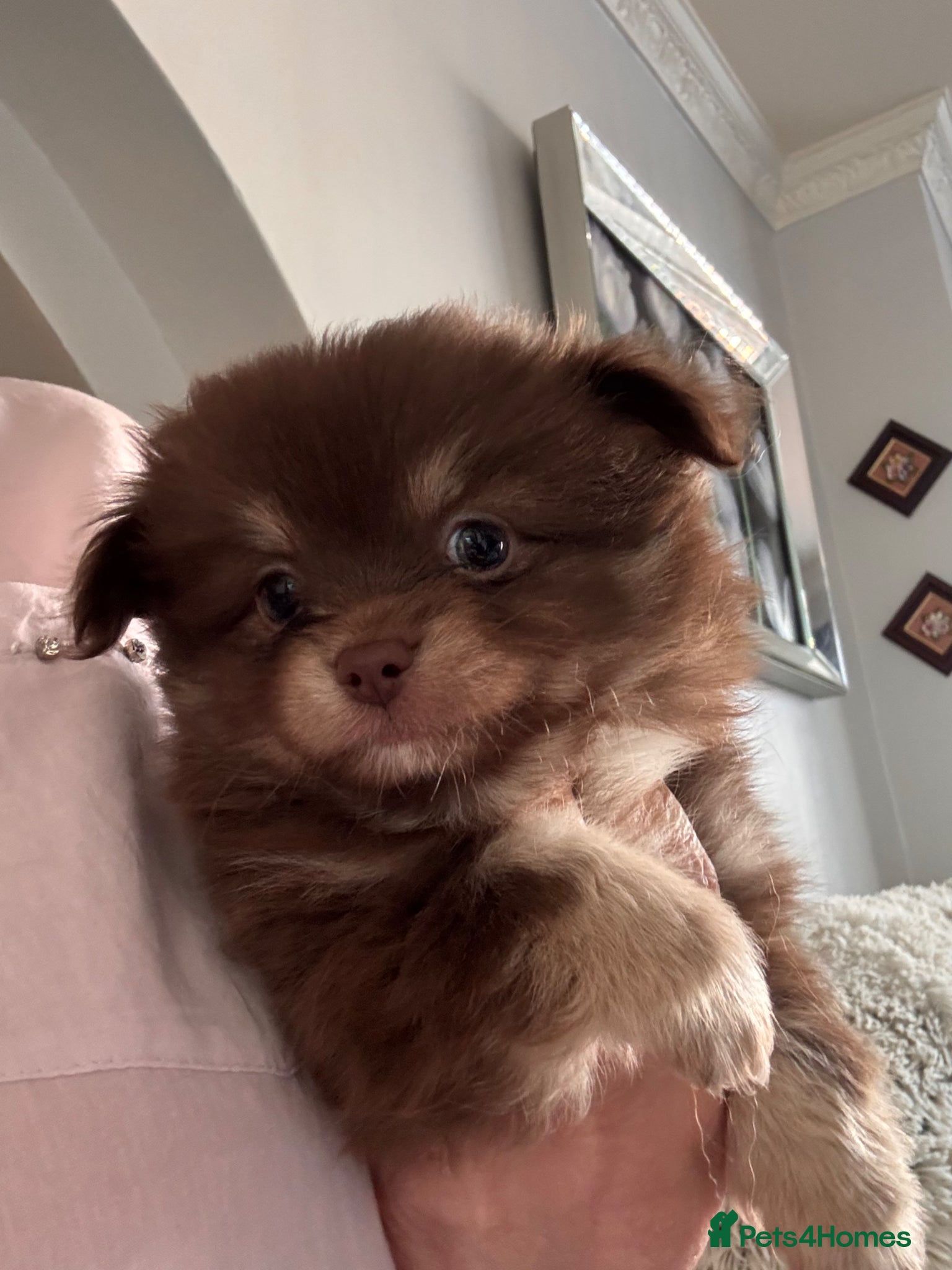 Pomchi dogs F1 pomchi chocolate boy - Advert 5