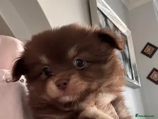 Pomchi dogs F1 pomchi chocolate boy - Advert 5