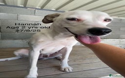 Mixed Breed dogs for adoption: Hannah, 2-3 yrs old. Available for adoption. - Image 3