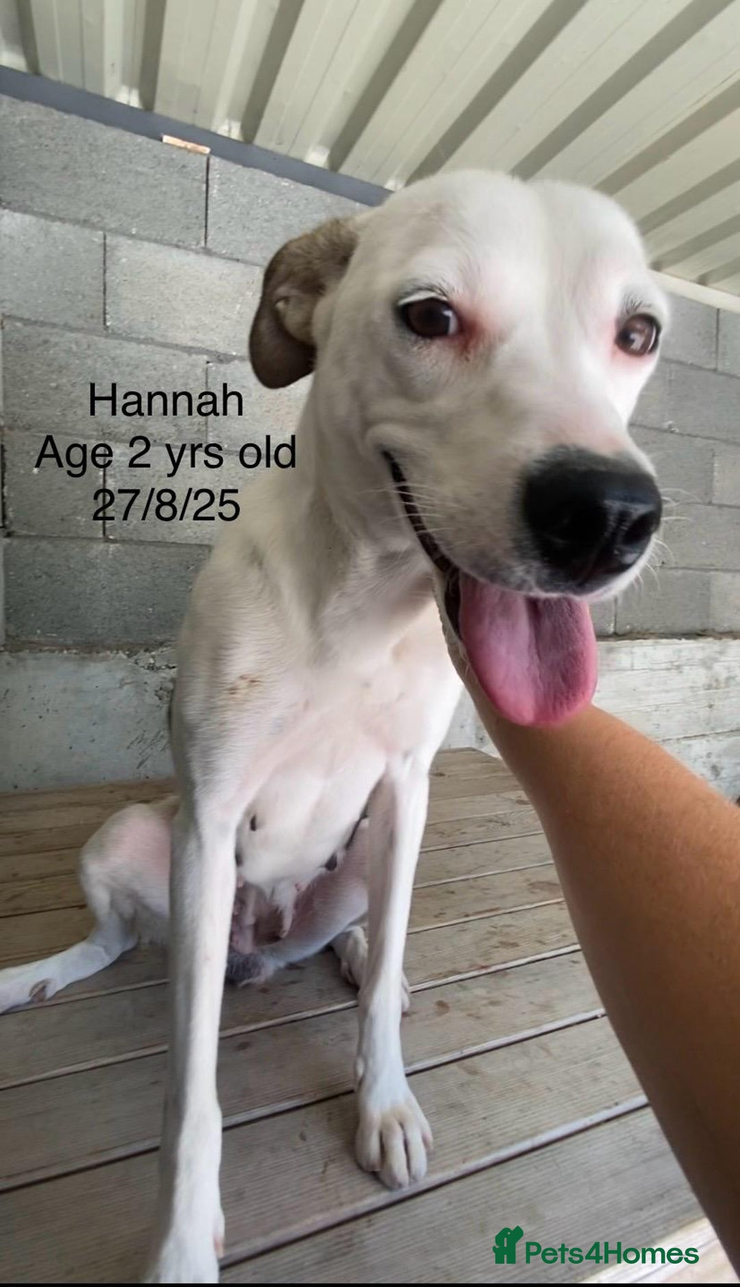 Mixed Breed dogs for adoption: Hannah, 2-3 yrs old. Available for adoption. - Image 3
