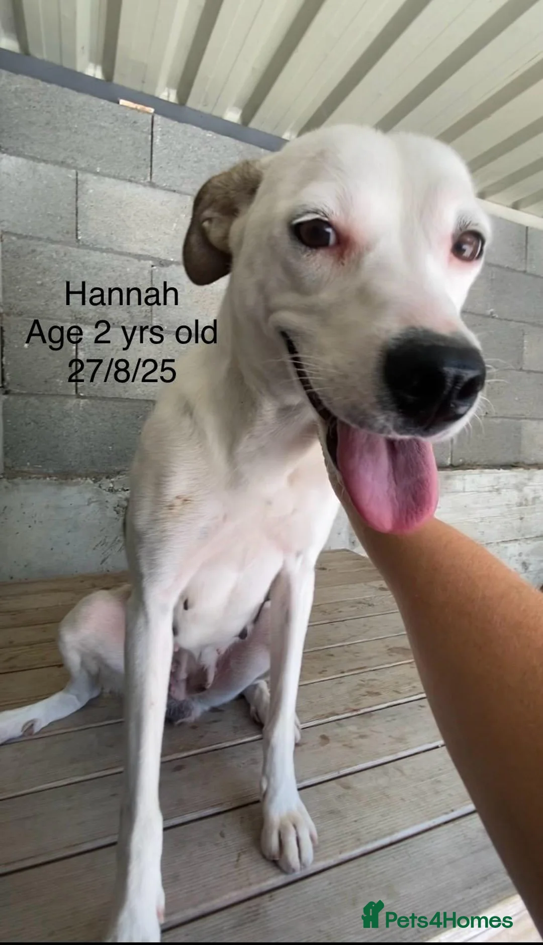 Mixed Breed dogs for adoption: Hannah, 2-3 yrs old. Available for adoption. - Advert 16