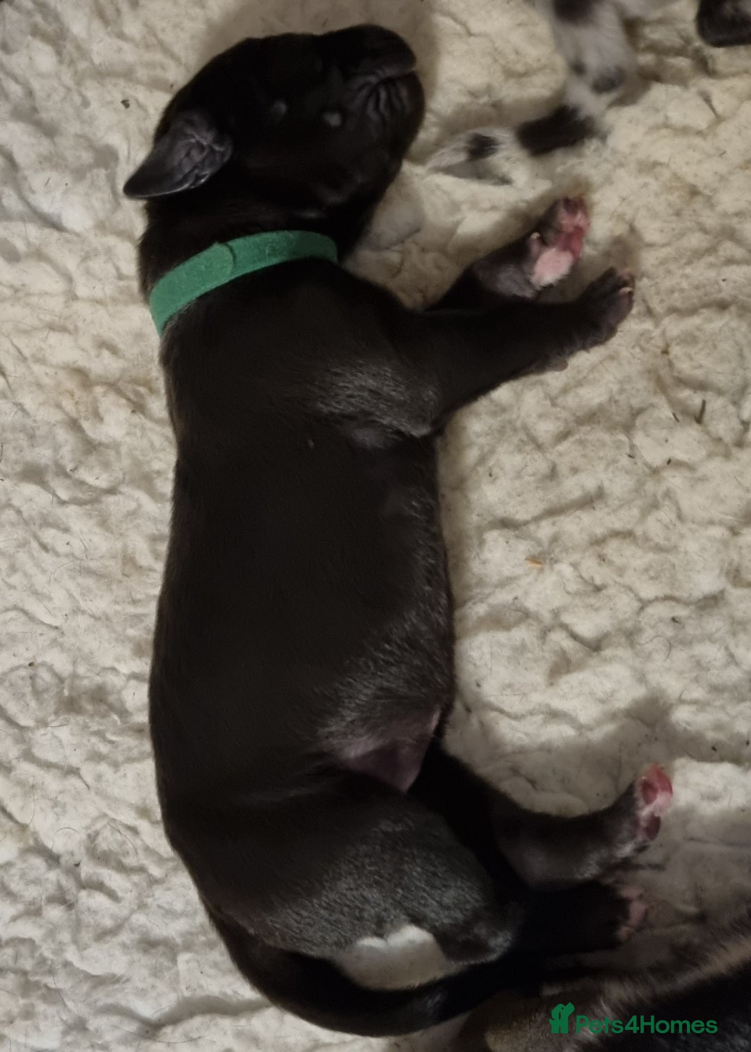 Great Dane dogs for sale: Exceptional pups, extensively health tested parent - Image 5