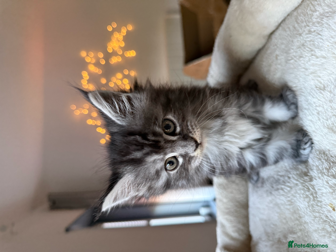 Maine Coon cats for sale: Beautiful Maine Coon Kittens – Ready mid January - Advert 17