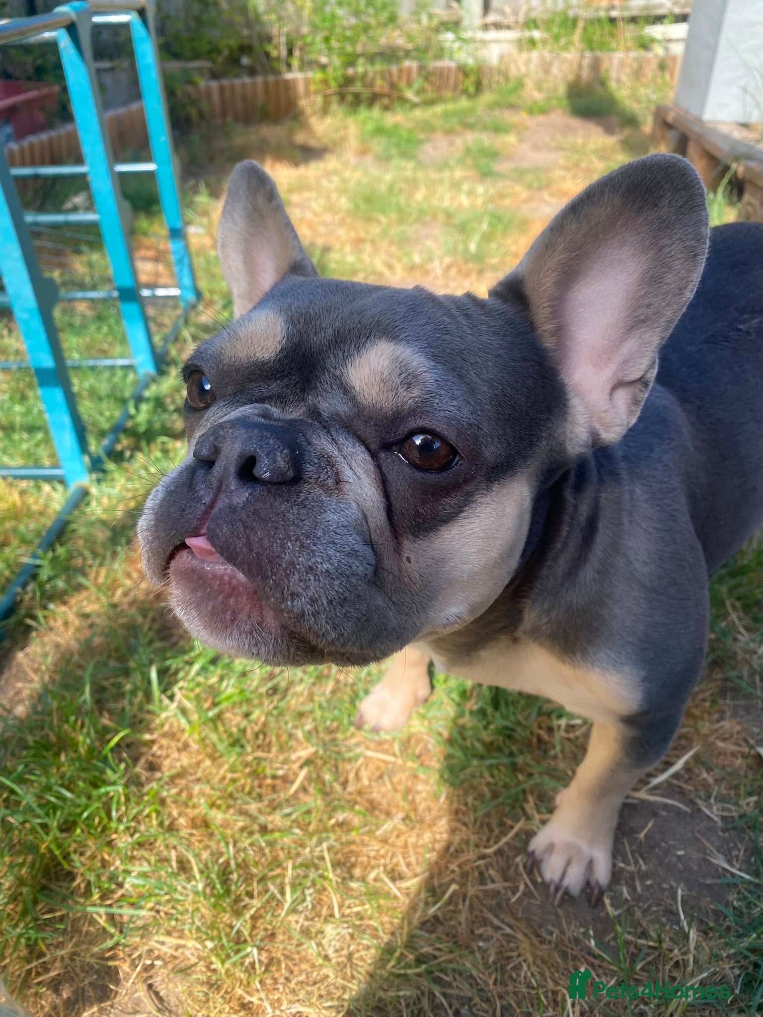 French Bulldog dogs Frenchie Lola - Advert 9