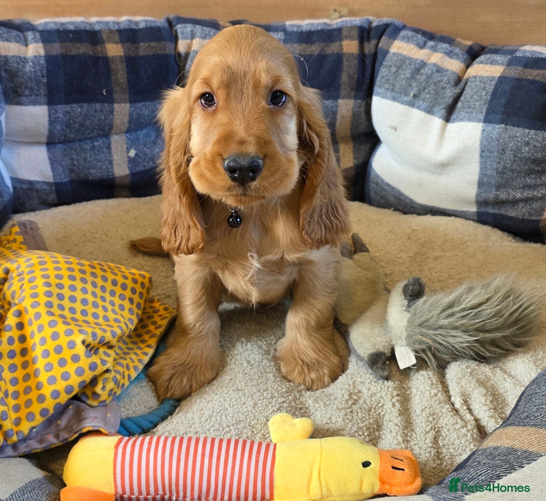 Cocker Spaniel dogs for sale: ⭐️ Show Type Cocker Spaniels ⭐️ - Image 16
