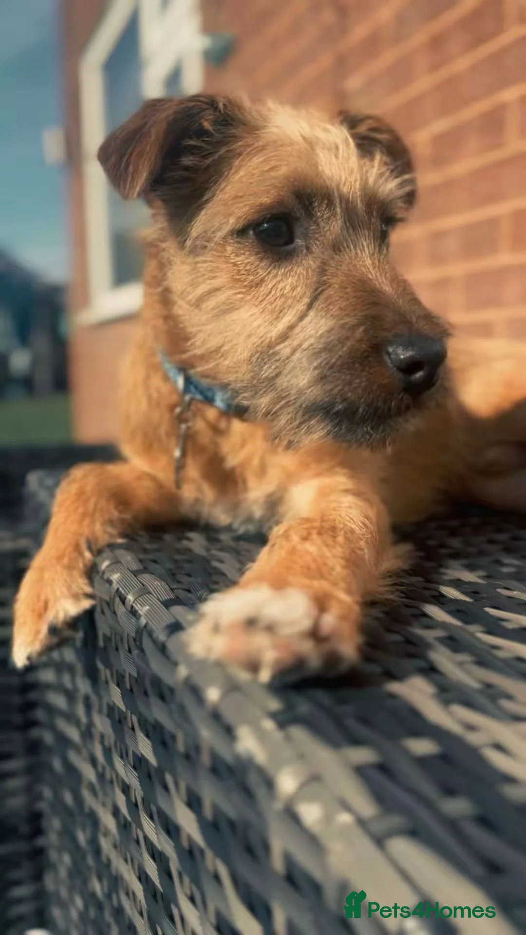 Mixed Breed dogs for sale: Bradley 5months old  - Advert 1