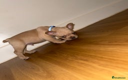 French Bulldog dogs for sale: BLUE & CREAM/TAN Isabella/pink carrying. - Image 23
