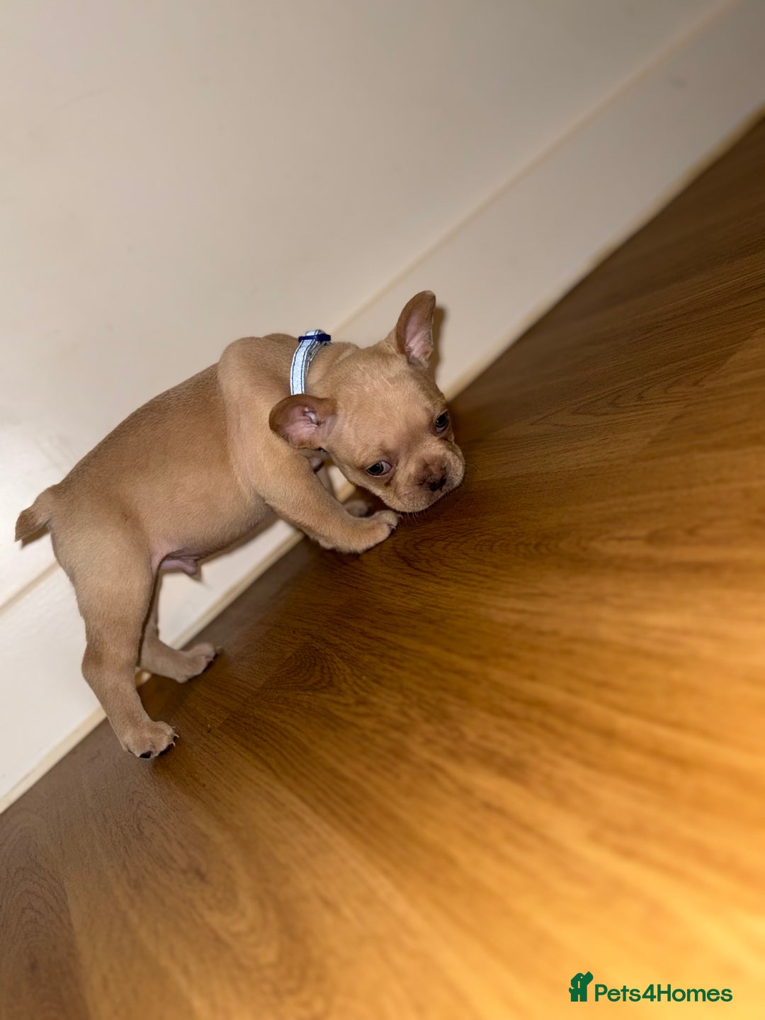 French Bulldog dogs for sale: BLUE & CREAM/TAN Isabella/pink carrying. - Image 23