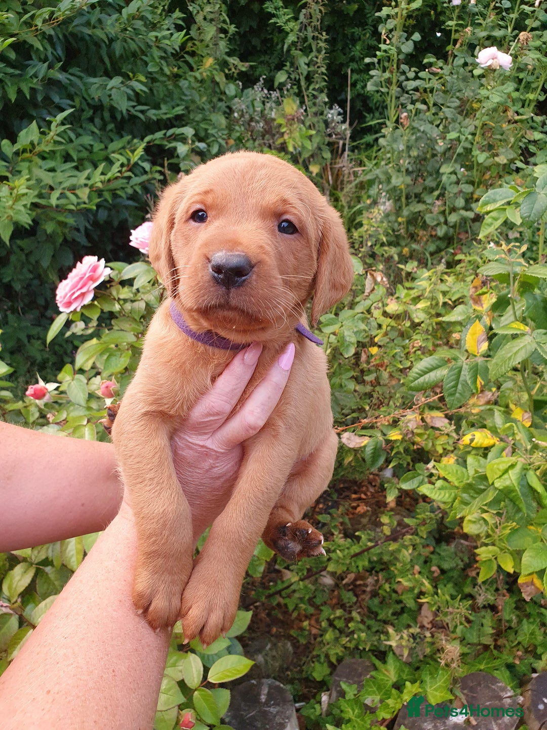 Labrador Retriever dogs for sale: Health Tested Fox Red Puppies for Sale - Image 19